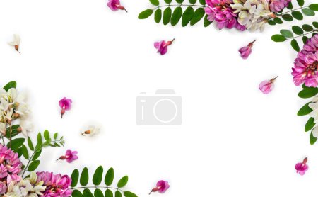 Foto de Flores rosadas robinia (Robinia hispida, langosta cerda) y flores blancas acacia (Robinia pseudoacacia) sobre fondo blanco. Vista superior, plano - Imagen libre de derechos