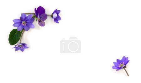 Foto de Flores viola tricolor (pansy) y flores azules hepatica (hoja de hígado o hierba) sobre un fondo blanco con espacio para el texto con espacio para el texto. Vista superior, plano - Imagen libre de derechos