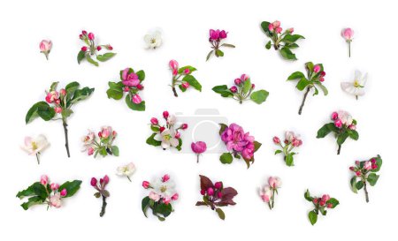 Photo for Flowers apple tree, pink and white blossom on a white background. Top view, flat lay - Royalty Free Image