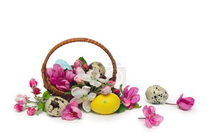 Téléchargez les photos : Décoration de Pâques. Panier avec oeufs de Pâques et fleurs pommier sur un fond blanc avec espace pour le texte - en image libre de droit
