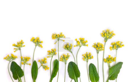 Photo for Yellow flowers and leaves Primula veris ( cowslip, petrella, herb peter, paigle, peggle, key flower, Primula officinalis Hill ) on a white background. Top view, flat lay. Medicinal herb - Royalty Free Image