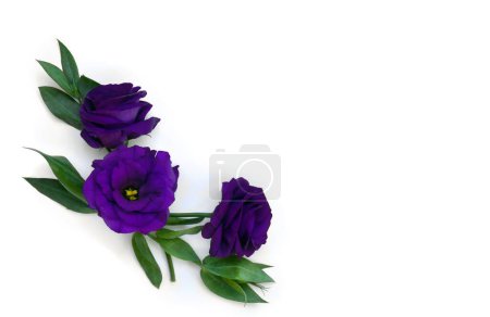 Téléchargez les photos : Fleurs violet Eustoma (Texas bluebells, bluebell, lisianthus, gentiane des prairies) sur fond blanc avec espace pour le texte. Vue de dessus, plan plat - en image libre de droit