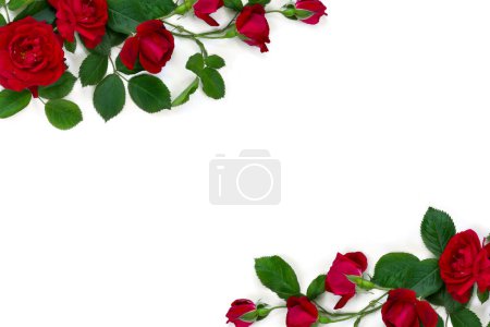 Foto de Rosas rojas sobre fondo blanco con espacio para texto. Vista superior, plano - Imagen libre de derechos