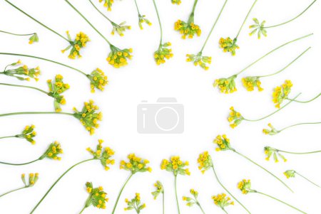 Photo for Yellow flowers Primula veris ( cowslip, petrella, herb peter, paigle, peggle, key flower, Primula officinalis Hill ) on a white background with space for text. Top view, flat lay. Medicinal herb - Royalty Free Image