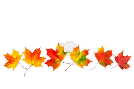 Téléchargez les photos : Autumnal maple leaves on a white background with space for text. Top view, flat lay - en image libre de droit