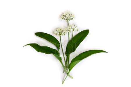 Photo for Green leaves and white flowers of ramson ( Allium tricoccum, ramp, ramps, ramson, wild leek, wood leek, wild garlic ) on a white background. Top view, flat lay - Royalty Free Image