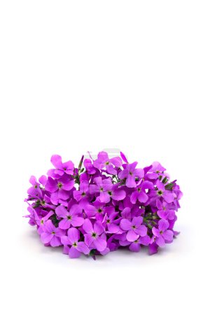 Pink flowers Arabis caucasica (garden arabis, mountain rock cress, Caucasian rockcress) on a white background with space for text