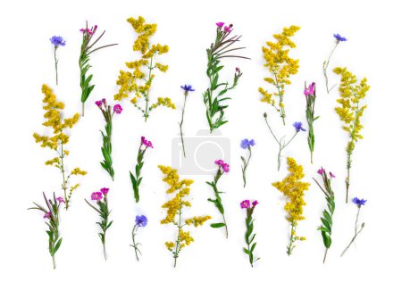 Fleurs sauvages d'été : fleurs bleues Bleuet, jaune Galium verum, rose Epilobium, sur fond blanc avec espace pour le texte. Vue de dessus, plan plat
