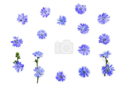 Achicoria de flores azules (Cichorium intybus) sobre fondo blanco con espacio para texto. Vista superior, plano