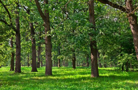 Foto de Bosque verde de roble de verano. Roble (Quercus robur. Conocido comúnmente: roble inglés, roble pedunculado o roble francés) - Imagen libre de derechos