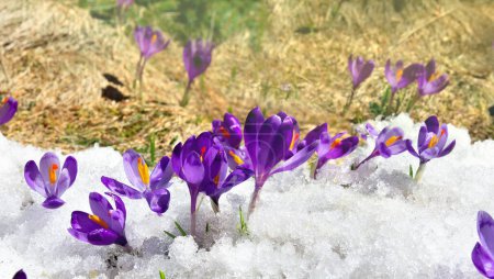 Gouttes de neige printanières fleurs crocus violet (Crocus heuffelianus) dans la neige au soleil avec espace pour le texte