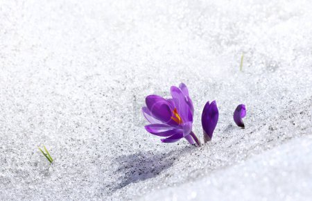Gouttes de neige printanières fleurs crocus violet (Crocus heuffelianus) dans la neige avec espace pour le texte
