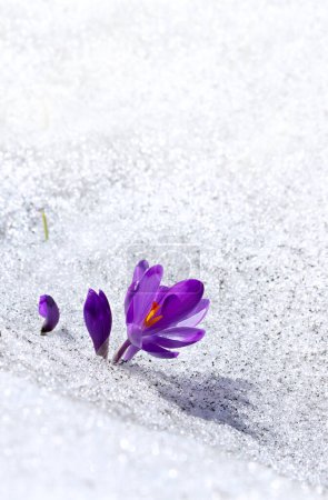 Gouttes de neige printanières fleurs crocus violet (Crocus heuffelianus) dans la neige avec espace pour le texte