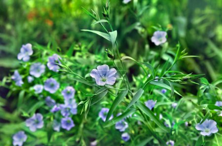 Flores azules de lino (Linum usitatissimum, linaza) en el campo verde en verano