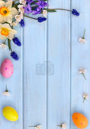 Narcissus, hyacinths, blossom and flowers muscari on background of blue painted wooden planks with space for text. Top view. Flat lay