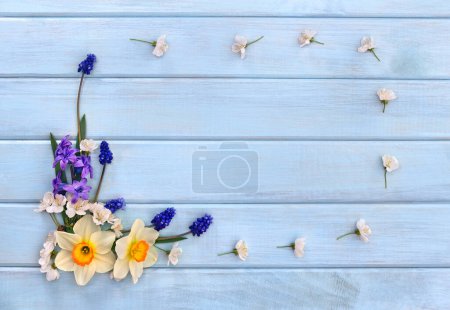 Narzissen, Hyazinthen, Blüten und Blumen Muscari auf dem Hintergrund der blau bemalten Holzplanken mit Platz für Text. Ansicht von oben. Flache Lage