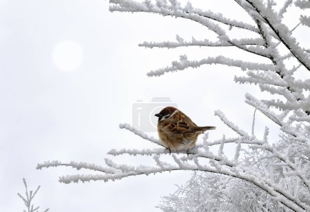 Branches of tree covered of hoarfrost and snow on background in winter forest. There is a sparrow on one of the sprigs
