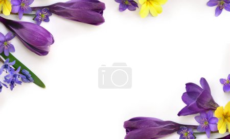 Violet flowers crocuses, blue flowers hepatica, yellow primrose on a white background with space for text. Top view, flat lay.