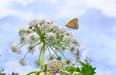 Photo for White flower ( Heracleum sphondylium ) wildflowers on meadow in summer. Orange butterfly with black dots scarce copper above summer wildflower - Royalty Free Image