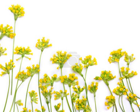 Gelbe Blüten Primula veris (Kuhblume, Petrella, Kräuterpeter, Paigle, Stiel, Schlüsselblume, Primula officinalis Hill) auf weißem Hintergrund mit Platz für Text. Draufsicht, flache Lage. Heilkraut
