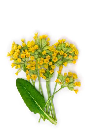 Photo for Yellow flowers and leaves Primula veris ( cowslip, petrella, herb peter, paigle, peggle, key flower, Primula officinalis Hill ) on a white background. Top view, flat lay. Medicinal herb - Royalty Free Image