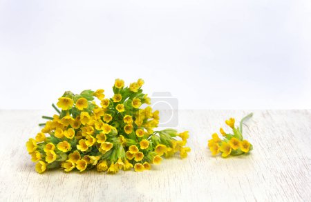 Gelbe Blüten Primula veris (Kuhblume, Petrella, Kräuterpeter, Paigle, Stiel, Schlüsselblume, Primula officinalis Hill) auf weißem Holztisch mit Platz für Text. Heilkraut