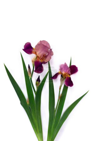 Blume Iris auf weißem Hintergrund mit Platz für Text. Draufsicht, flache Lage