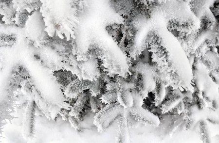 Branches of christmas tree covered of hoarfrost and snow on a  white snow background. Top view