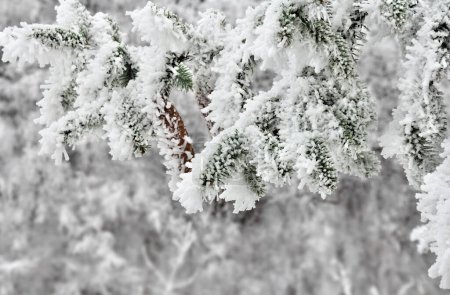 Branches of christmas tree with cones covered of hoarfrost and snow on a white snowy forest background
