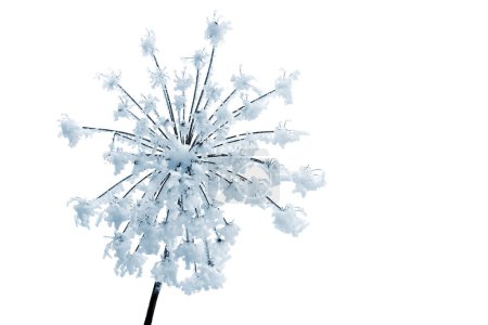 Blume (Heracleum sphondylium) im Winter bedeckt von Raureif mit gefrorenen Eiskristallen im Winter auf weißem Hintergrund mit Platz für Text