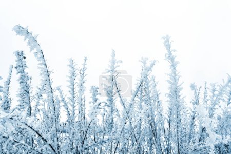 Grass covered of hoarfrost and snow in winter on a light sky background