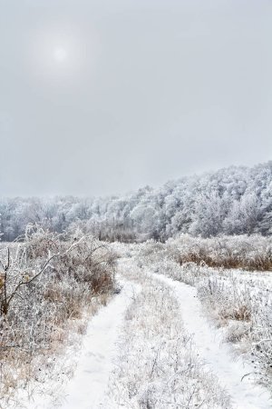 Winter road in forest. Trees covered of hoarfrost in winter in forest