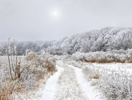 Camino de invierno en el bosque. Árboles cubiertos de escarcha en invierno en el bosque