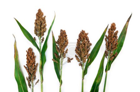 Sorghum bicolor ( great millet, durra, jowari, jowar, milo ) on a white background with space for text. Top view, flat lay