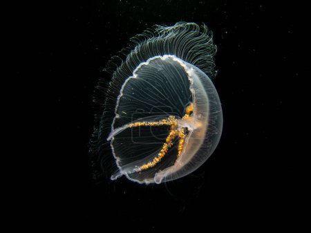 Foto de Una imagen de cerca de una medusa lunar o Aurelia aurita con fondo de agua de mar negro. Foto de Oresund, Malmo Suecia. Buceo de agua fría - Imagen libre de derechos