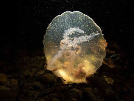 Téléchargez les photos : Photo rapprochée d'une méduse lunaire ou Aurelia aurita avec fond d'eau de mer noire. Photo d'Oresund, Malmo Suède. Plongée sous-marine en eau froide - en image libre de droit