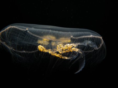 Foto de A Moon jellyfish or Aurelia aurita with black seawater background. Picture from Oresund, Malmo Sweden. Cold water scuba diving - Imagen libre de derechos