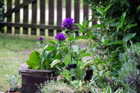Foto de Jardín en verano con flores y valla de madera - Imagen libre de derechos