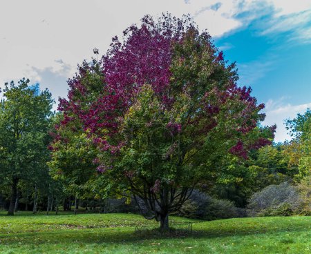 Téléchargez les photos : Vue d'un arbre aux couleurs automnales près de Arundel, Sussex, Royaume-Uni en automne - en image libre de droit