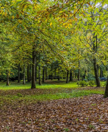 Téléchargez les photos : Une scène d'automne classique dans une forêt près de Arundel, Sussex, Royaume-Uni en automne - en image libre de droit