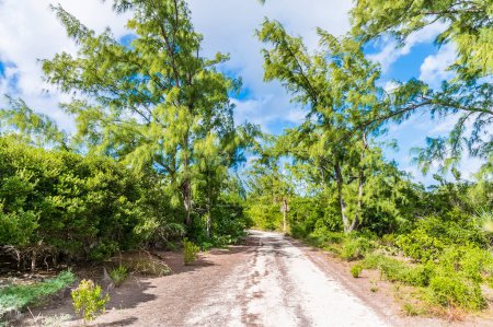 Téléchargez les photos : A view down a track parallel to the beach on the island of Eleuthera, Bahamas on a bright sunny day - en image libre de droit
