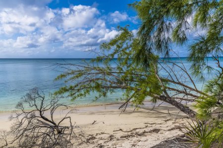 Foto de A view of trees stretching out to the water on a deserted beach on the island of Eleuthera, Bahamas on a bright sunny day - Imagen libre de derechos