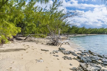 Foto de A view of rocks, boulders and driftwood on the shoreline of a deserted bay on the island of Eleuthera, Bahamas on a bright sunny day - Imagen libre de derechos
