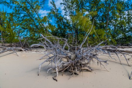 Foto de Una vista sobre la madera a la deriva apila la orilla en una bahía desierta en la isla de Eleuthera, Bahamas en un día soleado brillante - Imagen libre de derechos