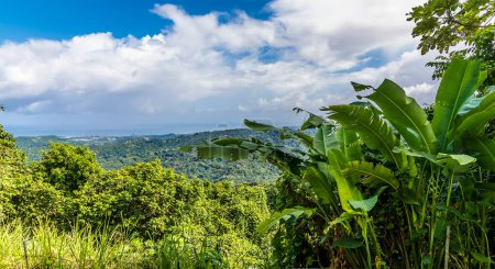 Téléchargez les photos : A view from the foothills of the tropical rainforest in Puerto Rico on a bright sunny day - en image libre de droit