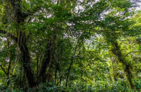 Téléchargez les photos : A view of the foliage in the tropical rainforest in Puerto Rico on a bright sunny day - en image libre de droit