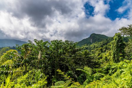 Téléchargez les photos : A view from the foothills towards the mountain peaks in the tropical rainforest in Puerto Rico on a bright sunny day - en image libre de droit