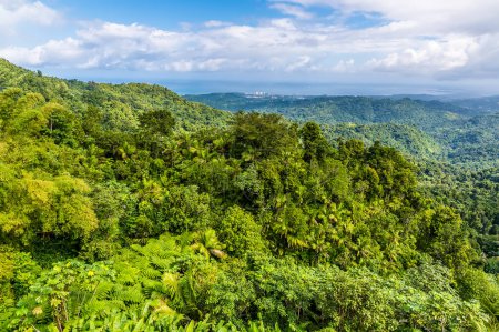 Téléchargez les photos : A view down from the mountain peak in the tropical rainforest in Puerto Rico on a bright sunny day - en image libre de droit