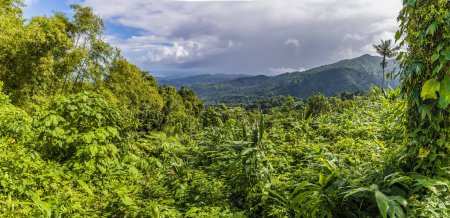 Téléchargez les photos : A panorma view of the tropical rainforest in Puerto Rico on a bright sunny day - en image libre de droit
