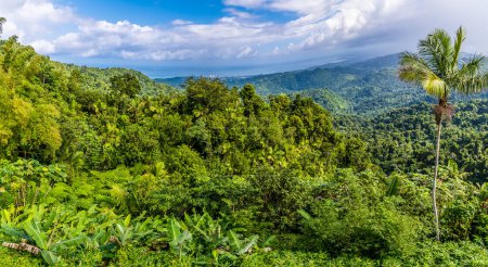 Téléchargez les photos : A panorama view high up in the tropical rainforest in Puerto Rico on a bright sunny day - en image libre de droit